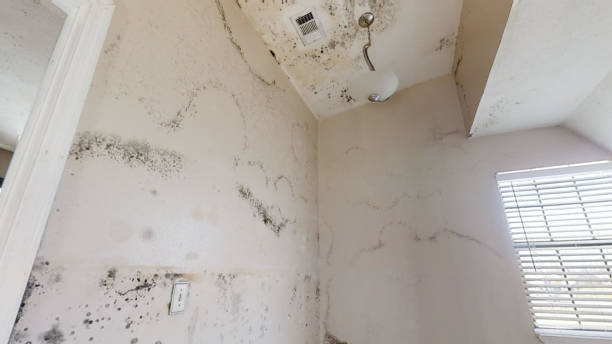 Best Mold-Related Health Consultation  in Whitfield, PA