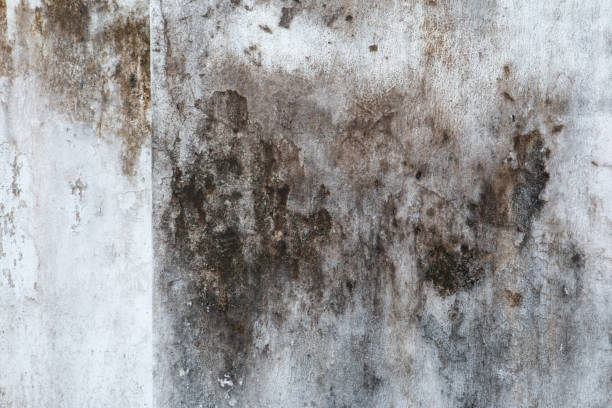 Best Mold Removal for HVAC Installations  in Whitfield, PA