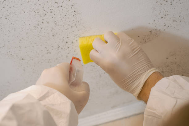 Best Mold Documentation for Insurance Claims  in Whitfield, PA