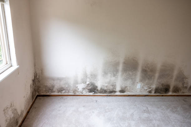 Best Dehumidification Services  in Whitfield, PA